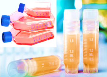 [SK-25CELL-119] Mouse Peripheral Blood Mononuclear Cells